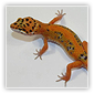 electric cambridge gecko